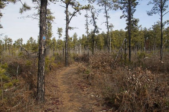 Pine trees along a trail.