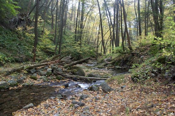 Dunfield Creek along Appalachian Trail