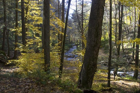 View of Dunnfield Creek through trees.