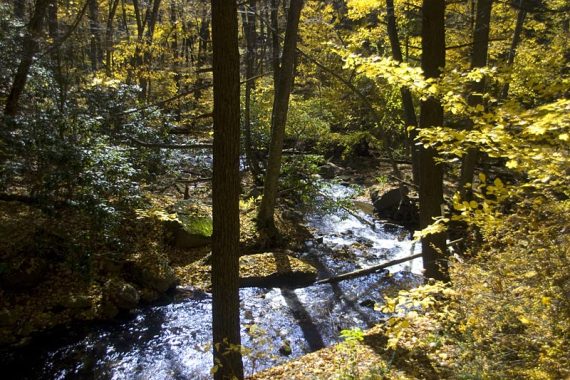 Dunnfield Creek surrounded by yellow foliage.