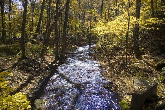 Creek surrounded by yellow fall foliage.