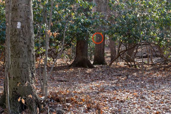 Hard to spot WHITE blaze at a junction with other unmarked trails