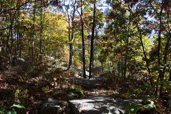 Rocky Appalachian Trail surrounded by fall foliage.