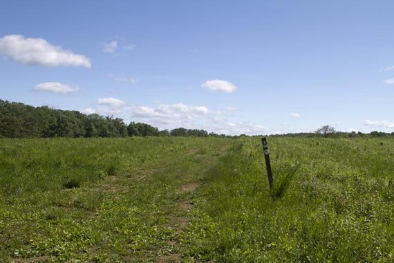 The WHITE trail starts in a field.