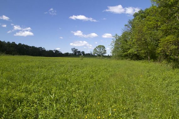 Looking back from the other end of the field