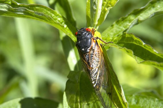 Cicada in a field