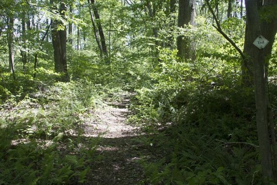 WHITE trail in the southern section