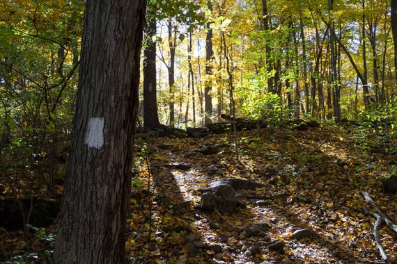 White blaze of the Appalachian Trail.
