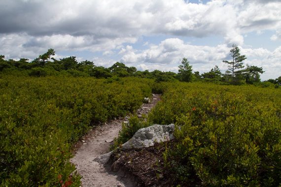 Verkeerder Kill Falls trail through low pine shrubs.