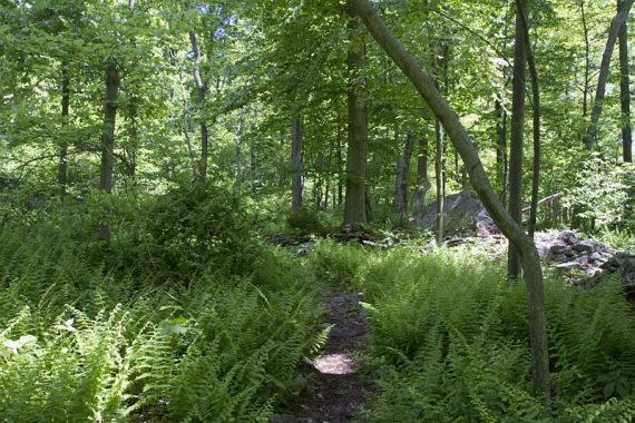 ORANGE ridge trail