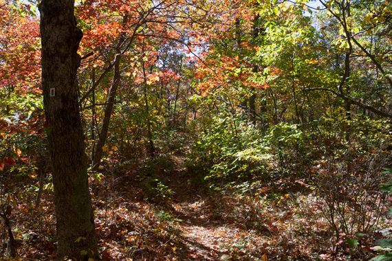 RED/GREEN trail with fall foliage.