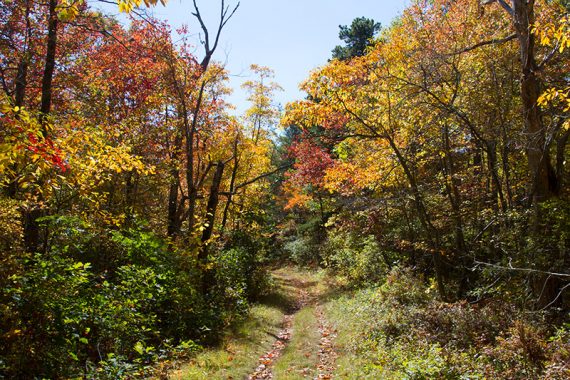 Cedar Swamp Loop