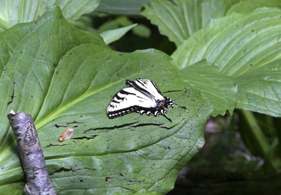 Butterfly on leaf