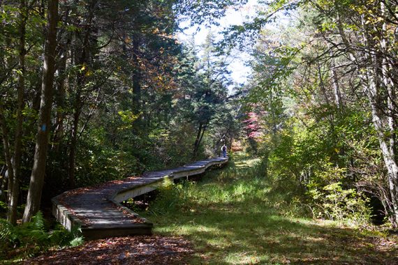 Long boardwalk over a swamp.