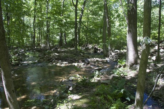 Stream crossing on the WHITE trail