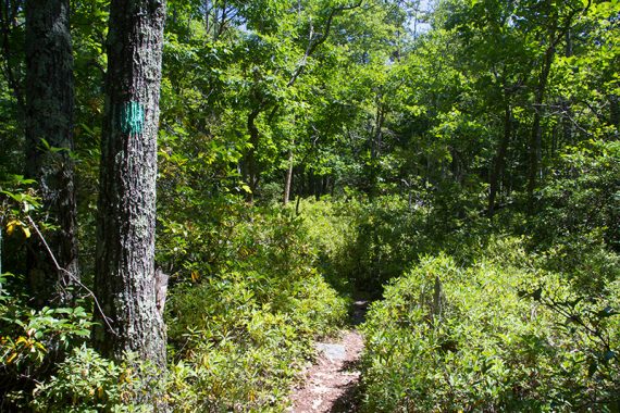 Teal trail marker painted on a tree.