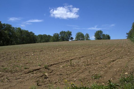 Walking along a field