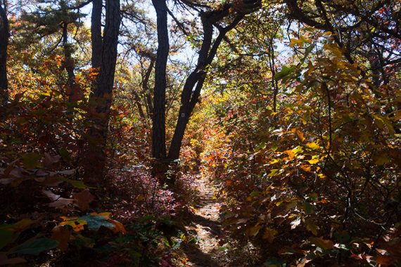 Scrub oak turning colors along the Monument Trail.