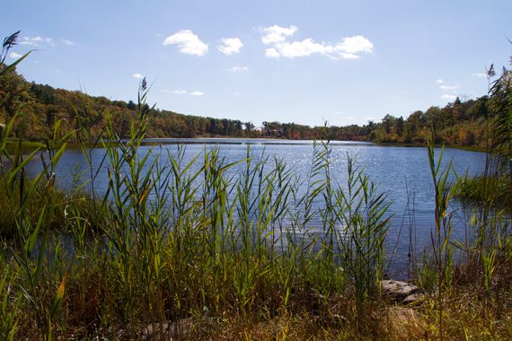 Lake Marcia with tall grasses in the foreground.