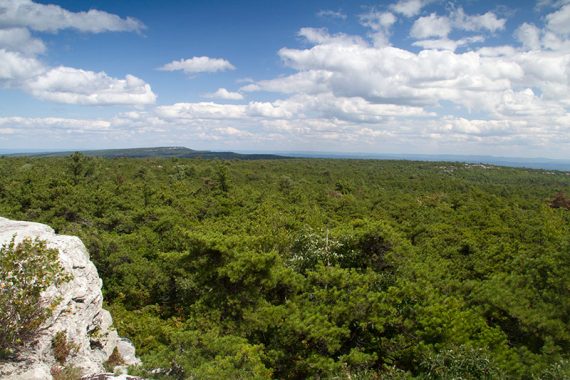 Expansive view over green trees with blue sky and white clouds overhead.