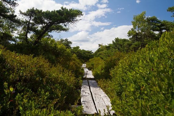 Side trip to Indian Rock on a narrow plank boardwalk.