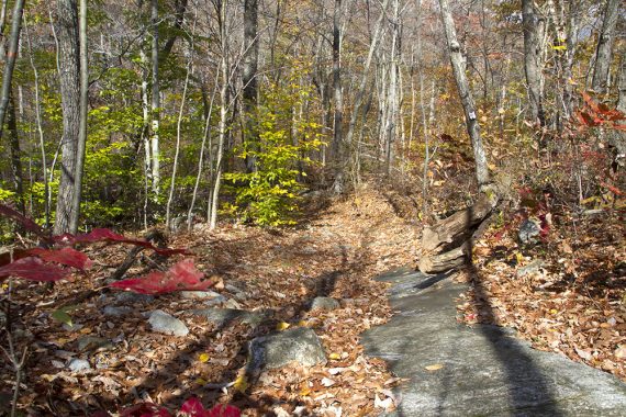 Large rock slab along a trail.