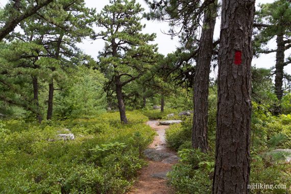 Red trail marker on a trail surrounded by pine trees.