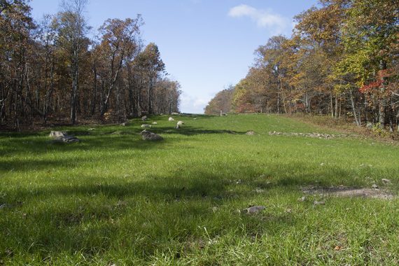 Wide grassy area for a pipeline cut.