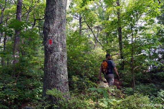 Hiker walking on a path next to a tree with a red trail blaze.