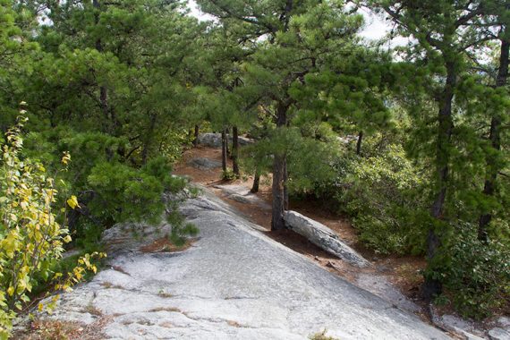 White rocky path through pine trees.