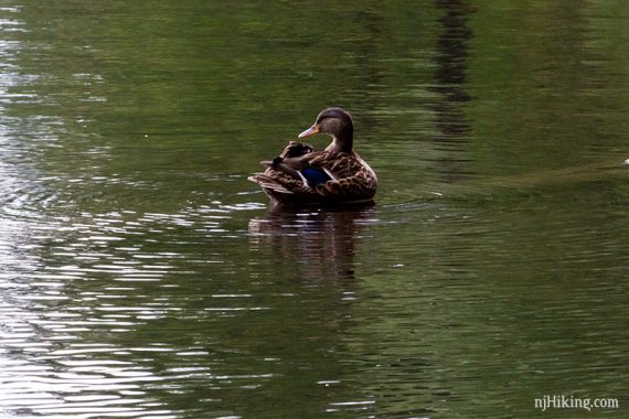 Duckie back at Lake Minnewaska.