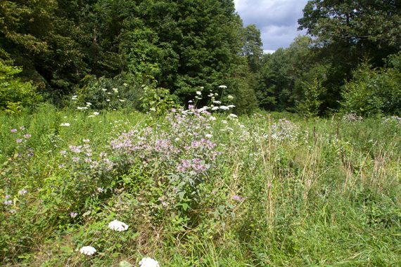 Meadows on the Farm Trail.