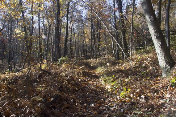 Leaf covered Appalachian Trail.