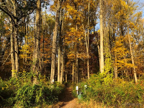 Tall yellow trees above the main trailhead.