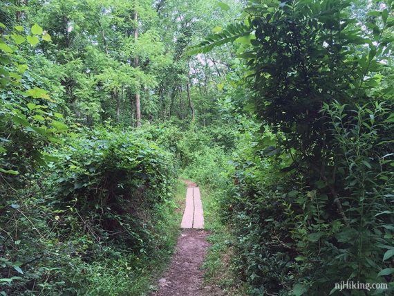 Wooden planks on a trail surrounded by green foliage