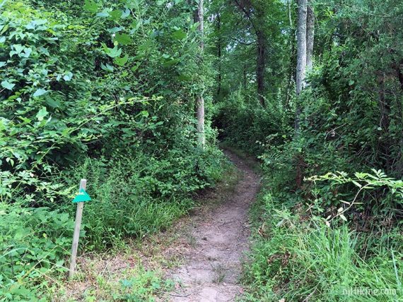 Green triangle marker along a trail