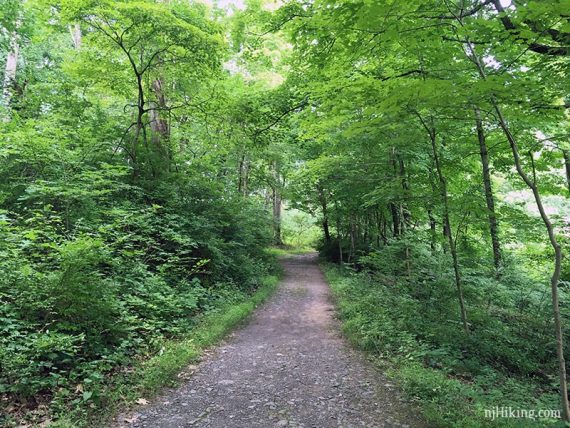 Wide flat path with green foliage on both sides