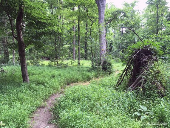 Path winding through low grass