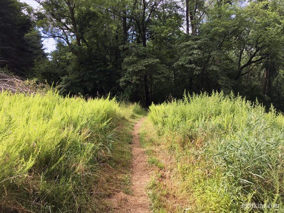 Narrow dirt path with grasses on either side