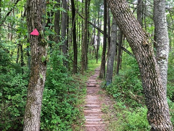 Red triangle marker on a tree next to a trail