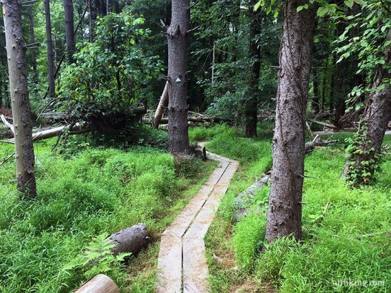 Plank boardwalk zig zagging through trees and green grass