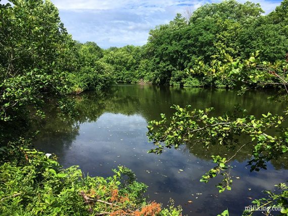 Pond surrounded by green trees