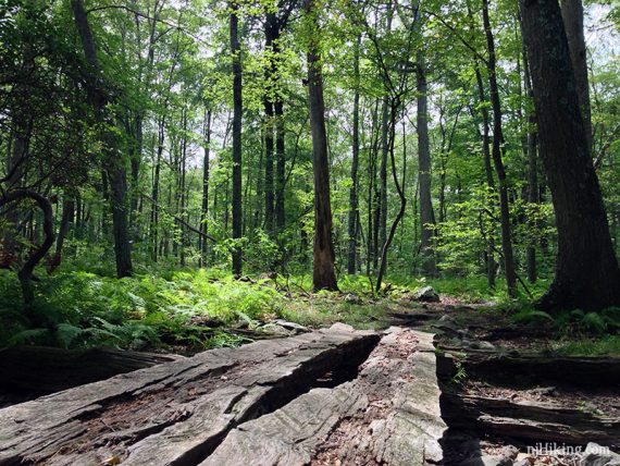 Tree planks on a trail with the forest above.