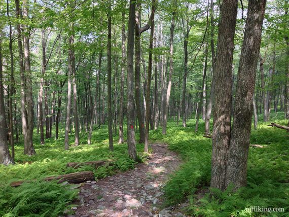 Orange marker on a rocky trail meandering through green ferns.