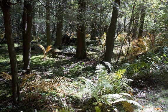 Cedar swamp with large ferns