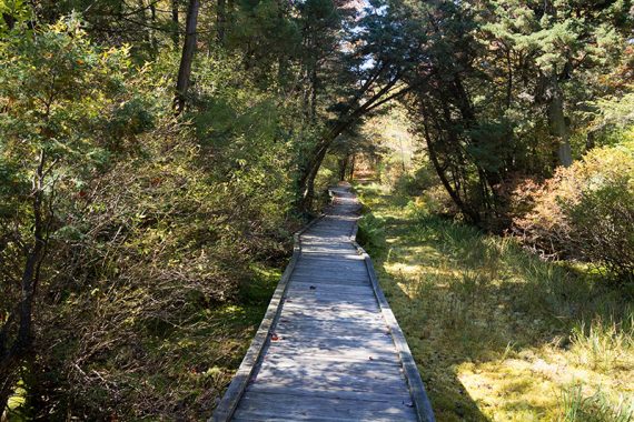 Boardwalk over a cedar swamp.