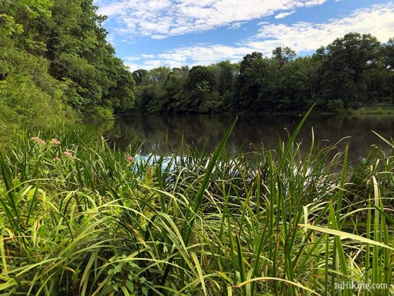 Lake with tall grass in the foreground
