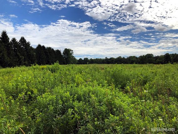 Blue sky with clouds above a green field