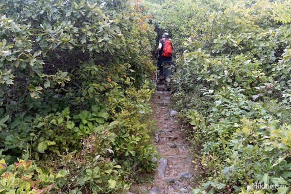 Hiker on a narrow trail in a tunnel of vegetation.