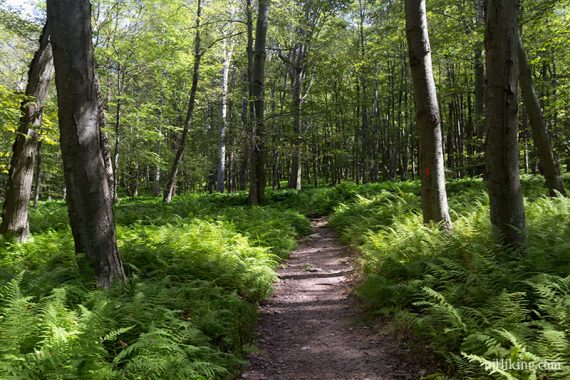 Garvey Springs trail with lush green ferns on either side.